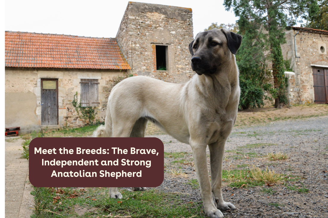 Meet the Breeds: The Brave, Independent and Strong Anatolian Shepherd | Pupford
