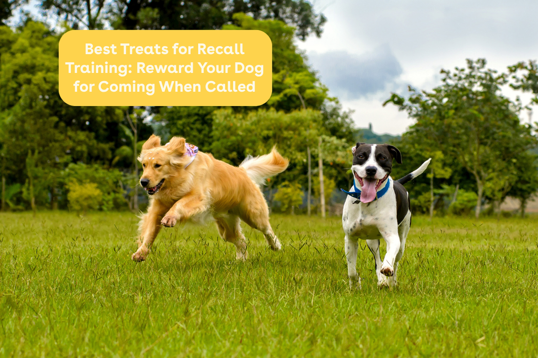 Best Treats for Recall Training: Reward Your Dog for Coming When Called | Pupford