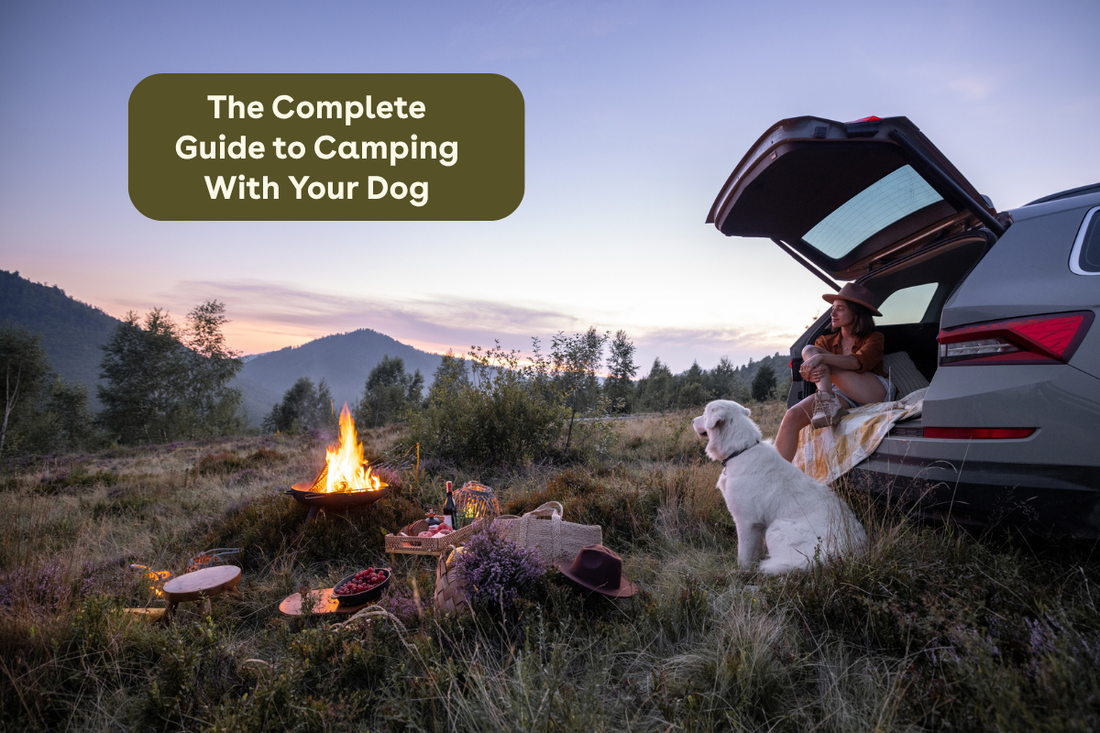 The Complete Guide to Camping with Your Dog | Pupford