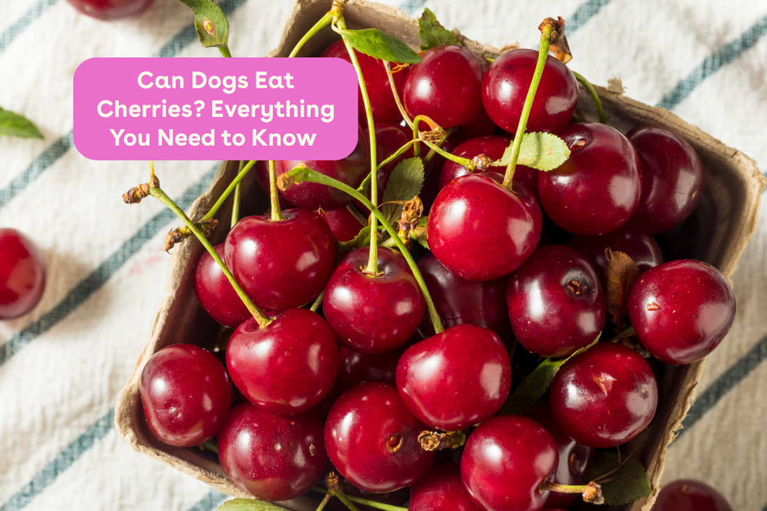 Can Dogs Eat Cherries? Everything You Need to Know | Pupford