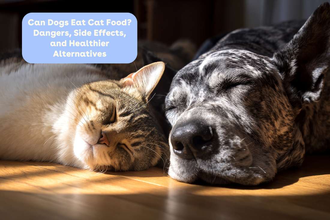 Can Dogs Eat Cat Food? Dangers, Side Effects, and Healthier Alternatives | Pupford
