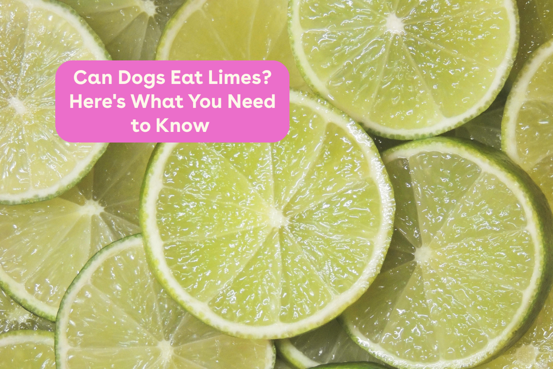 Can Dogs Eat Limes? Here's What You Need to Know | Pupford