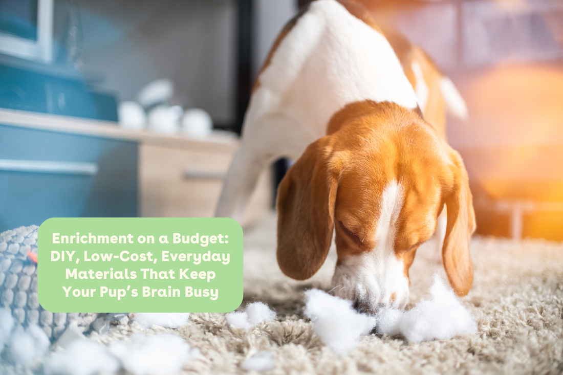 Enrichment on a Budget: DIY, Low-Cost, Everyday Materials That Keep Your Pup’s Brain Busy | Pupford