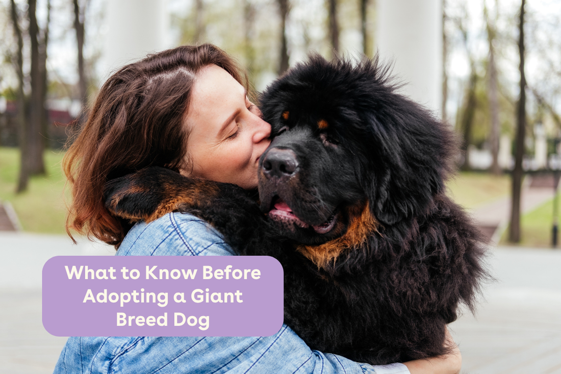What to Know Before Adopting a Giant Breed Dog | Pupford