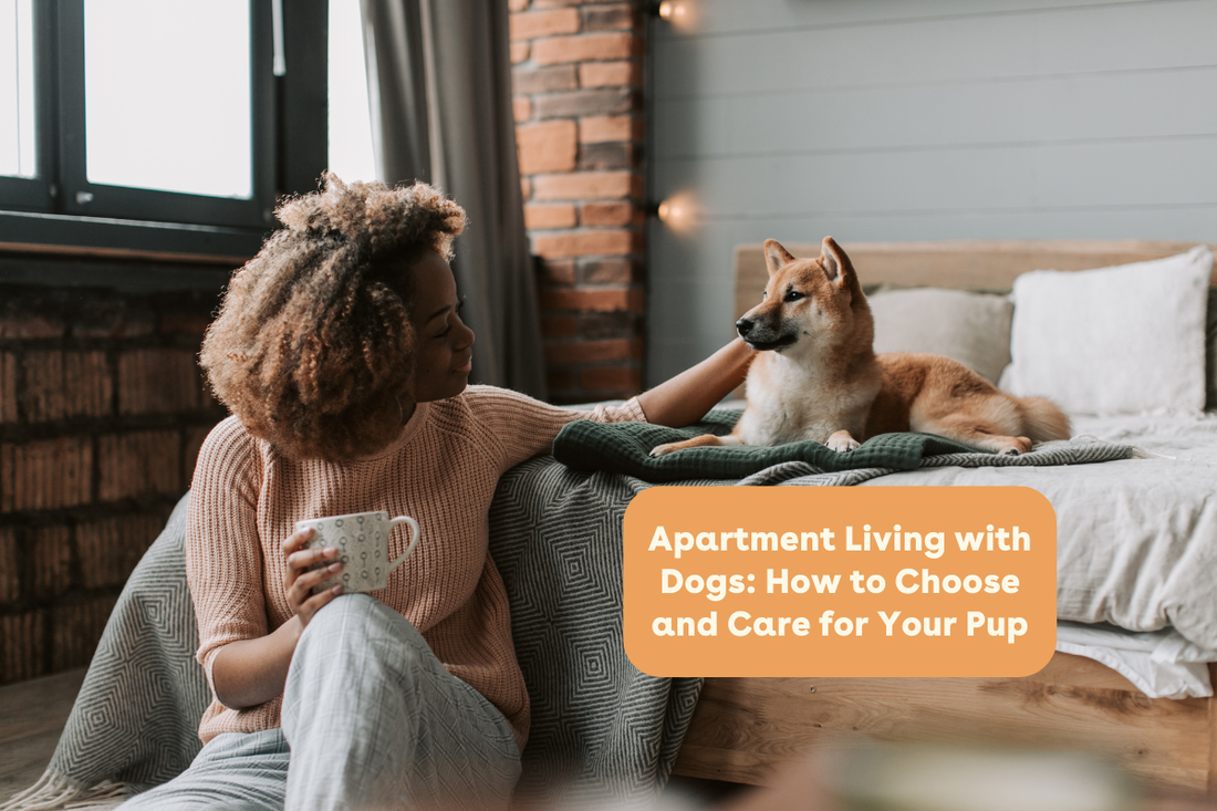 Apartment Living with Dogs: How to Choose and Care for Your Pup | Pupford