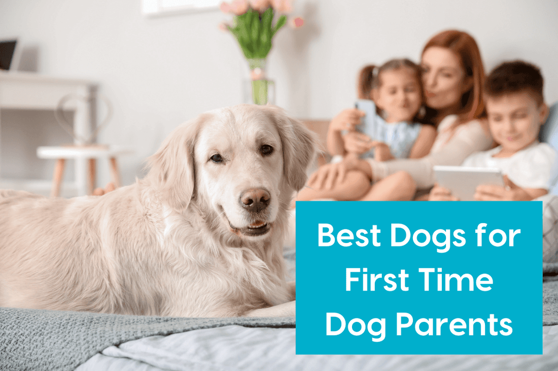 10 Best Dogs for First Time Dog Owners & Families | Pupford