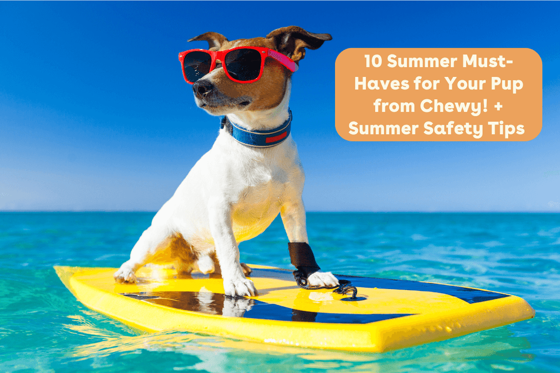 10 Summer Must-Haves for Your Pup from Chewy! + Summer Safety Tips | Pupford