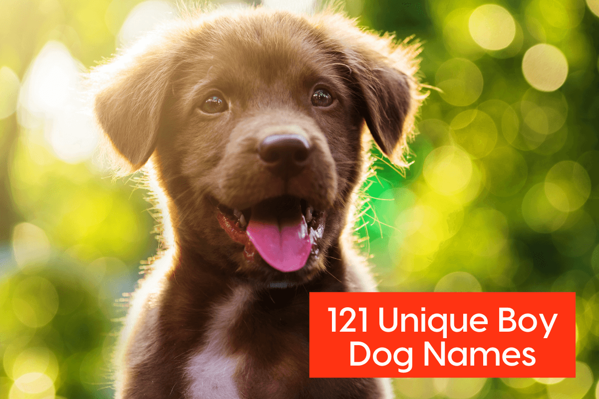 Unique Puppy Male Names Best male puppy dog names