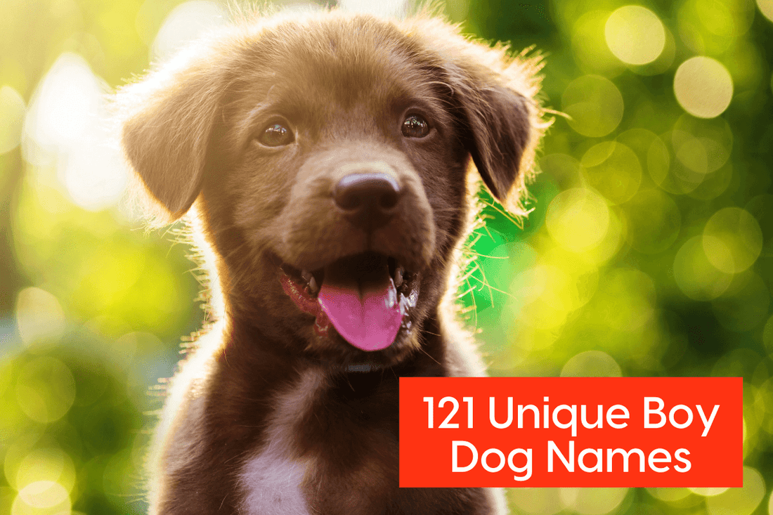 121+ Unique Boy Dog Names for Male Puppies in 2025 | Pupford
