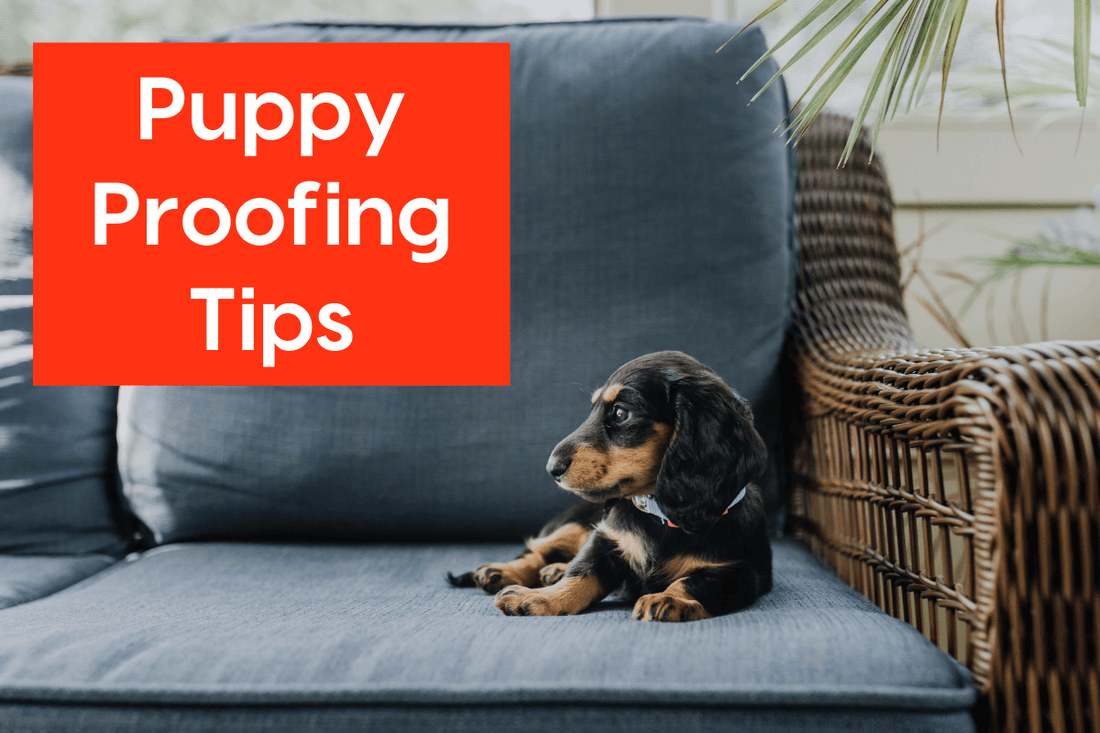 How to Puppy Proof Your House, Yard, Rooms & Car: 21 Essential Tips | Pupford
