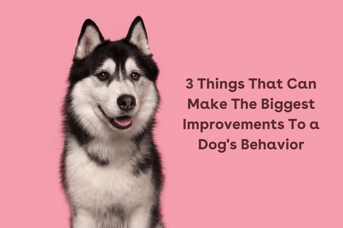3 Things That Can Make The Biggest Improvements To a Dog's Behavior | Pupford