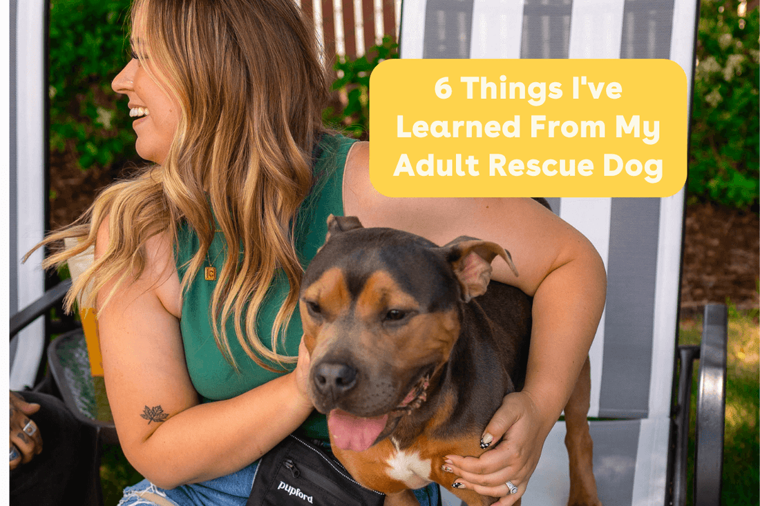 6 Things I've Learned From My Adult Rescue Dog | Pupford