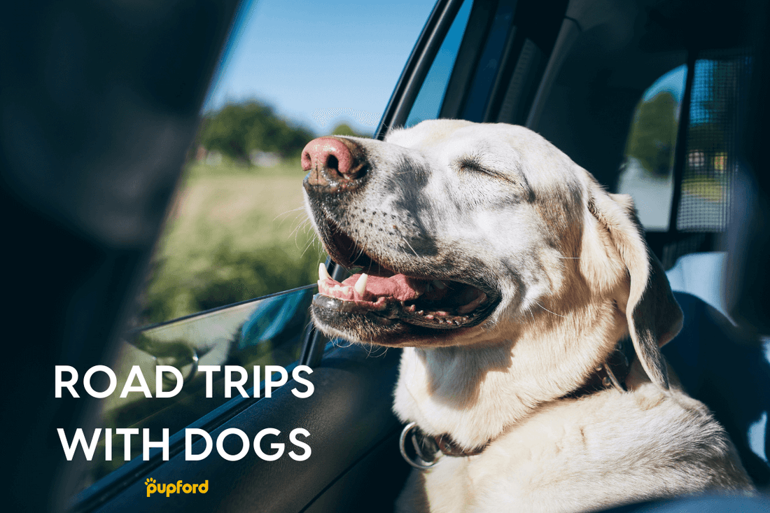 7 Tips for a Road Trip with a Dog or Puppy | Pupford