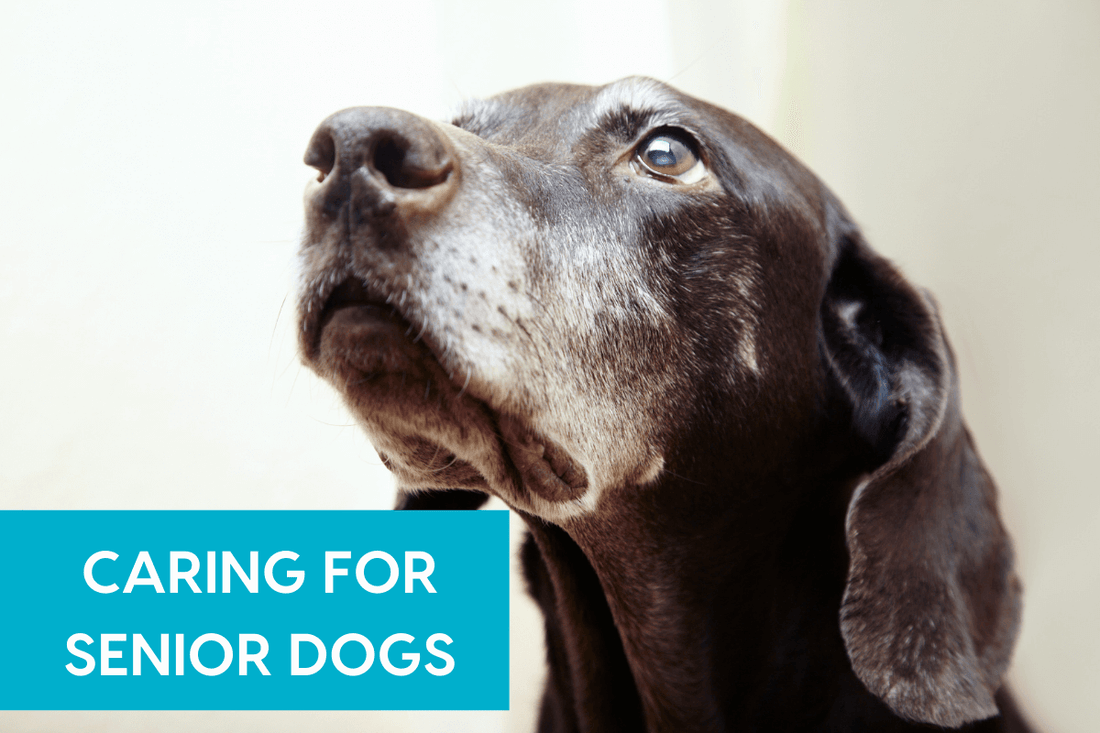Caring for Senior Dogs | Pupford