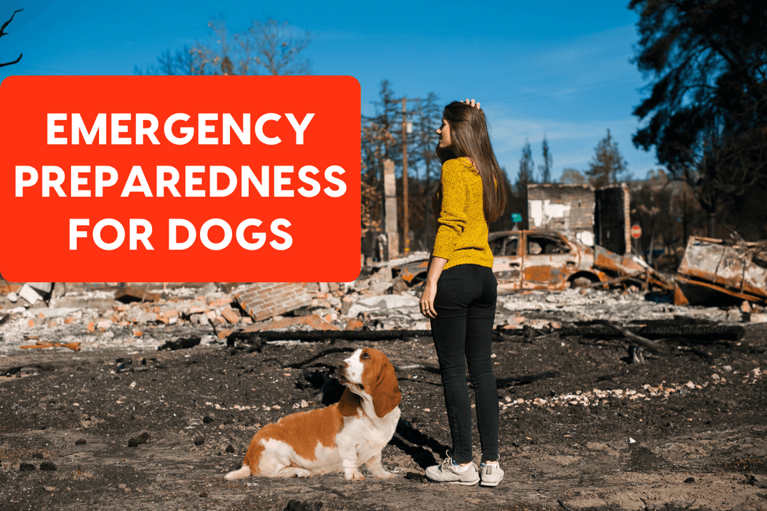 Emergency Preparedness for Dogs | Pupford