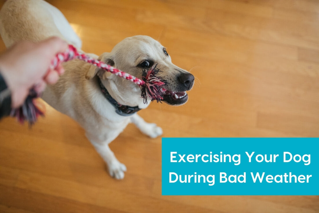Exercising Your Dog During Bad Weather: An Interview with Trevor Smith CPDT-KA | Pupford