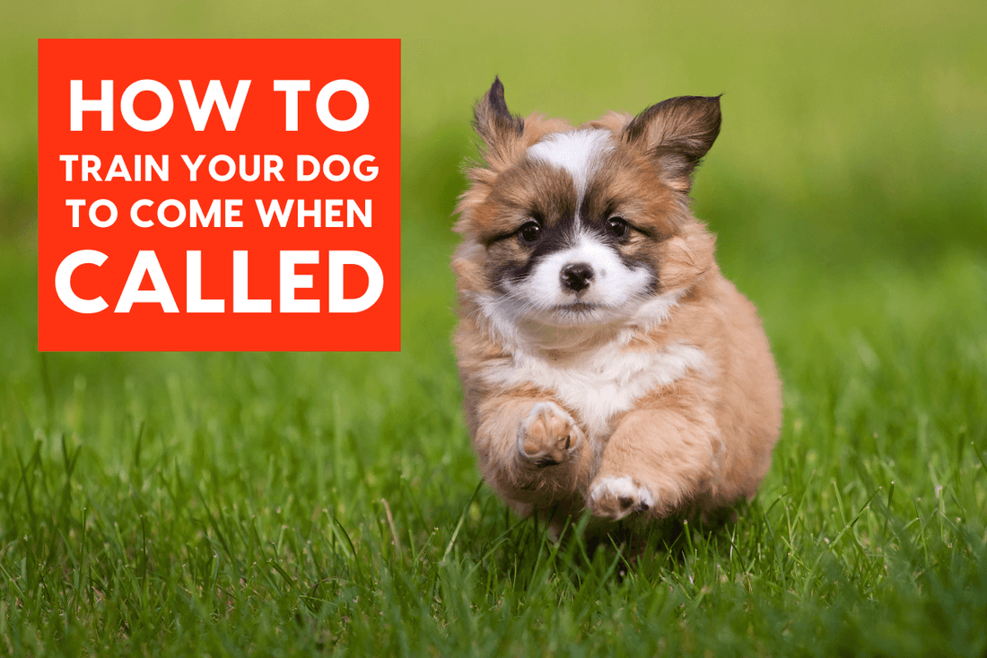 How to Teach a Dog to Come When Called – Every Time | Pupford