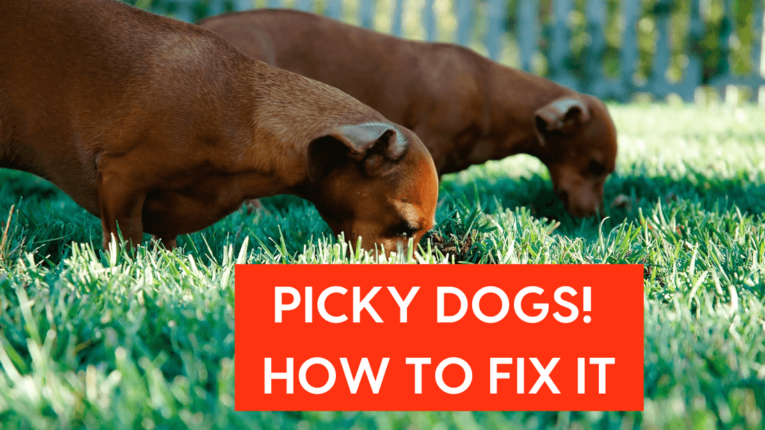 Picky Dog Eaters: How to Get a Picky Dog to Eat + What to Feed Picky Puppy | Pupford
