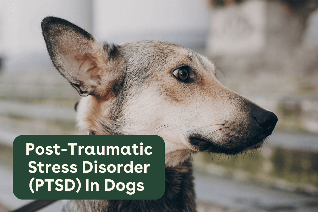 Dog PTSD Guide: Symptoms, Treatment & Why It Happens | Pupford