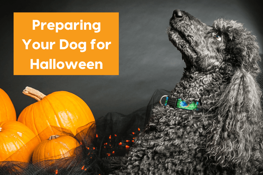 Preparing Your Dog for Halloween: 3 Tips & Training Ideas | Pupford