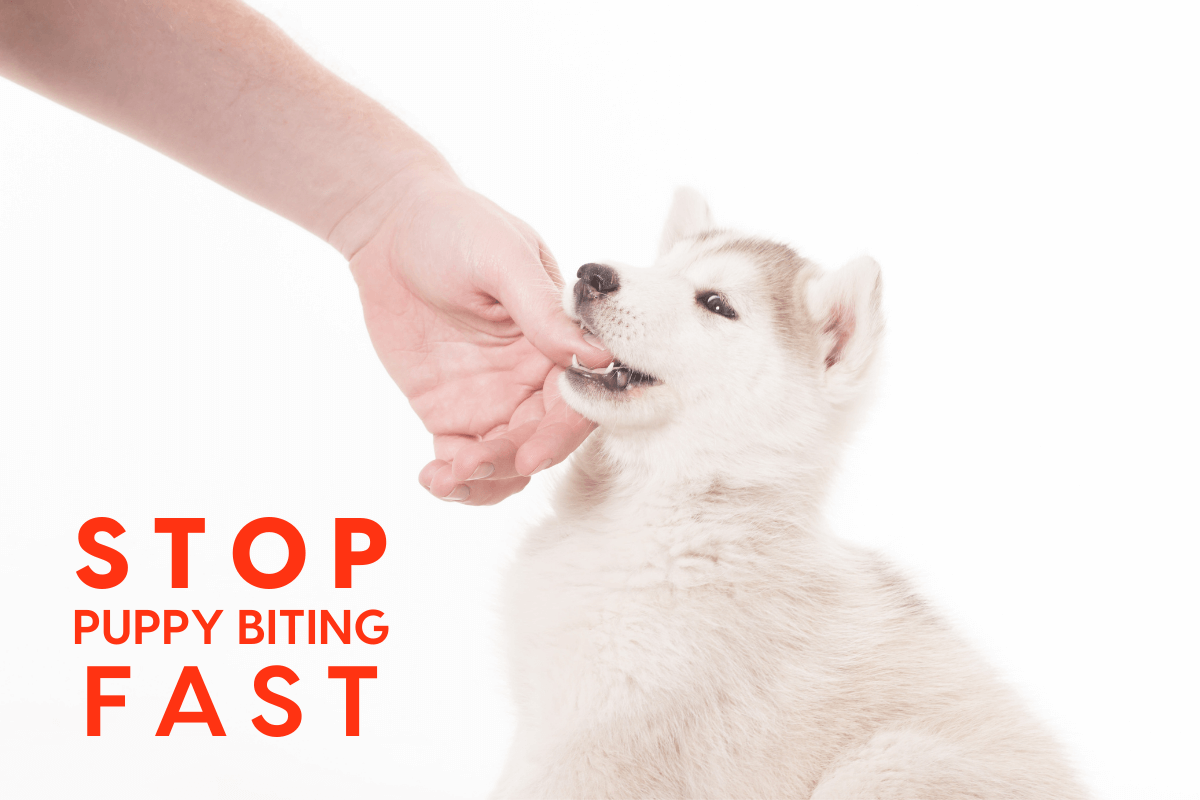 Why puppies bite hands and what it really means