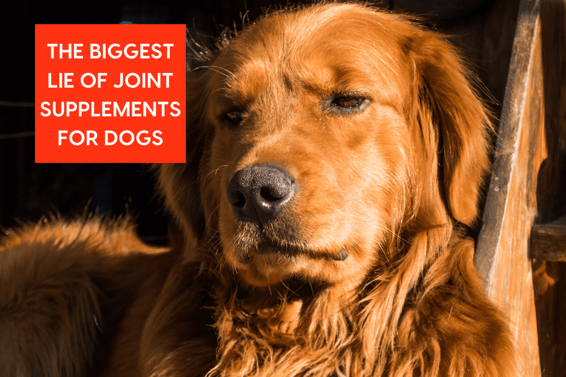 Biggest Lie Of Joint Supplements For Dogs + Do They Work? | Pupford