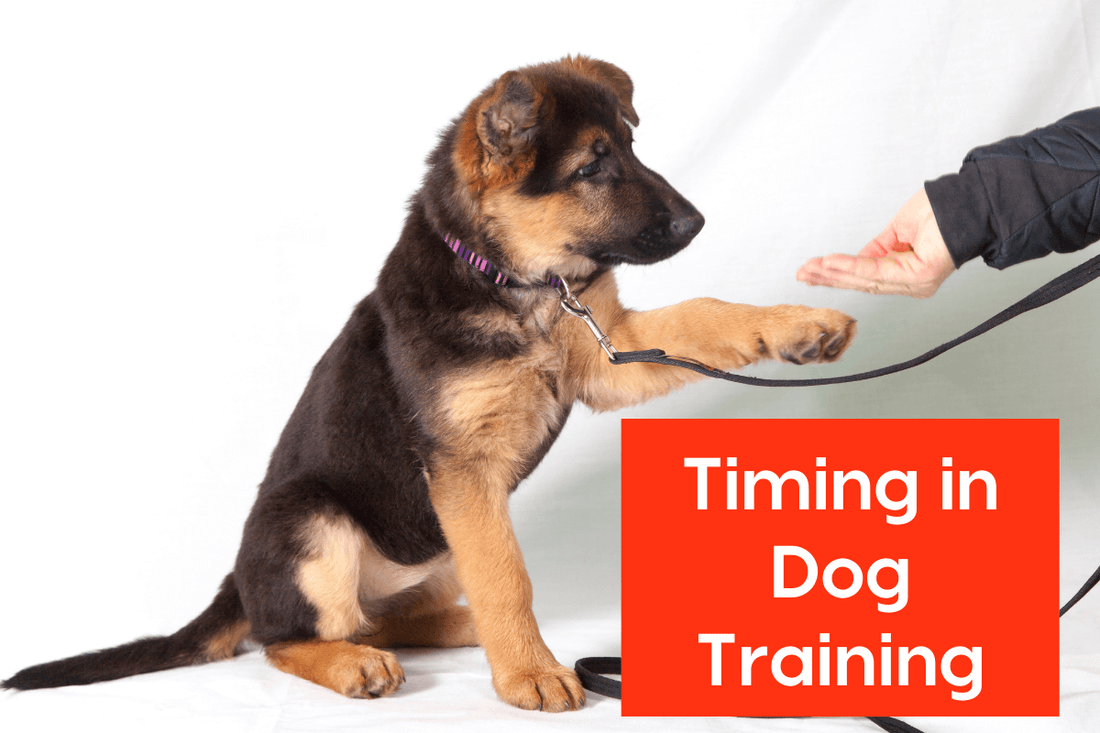 Timing in Dog Training | Pupford
