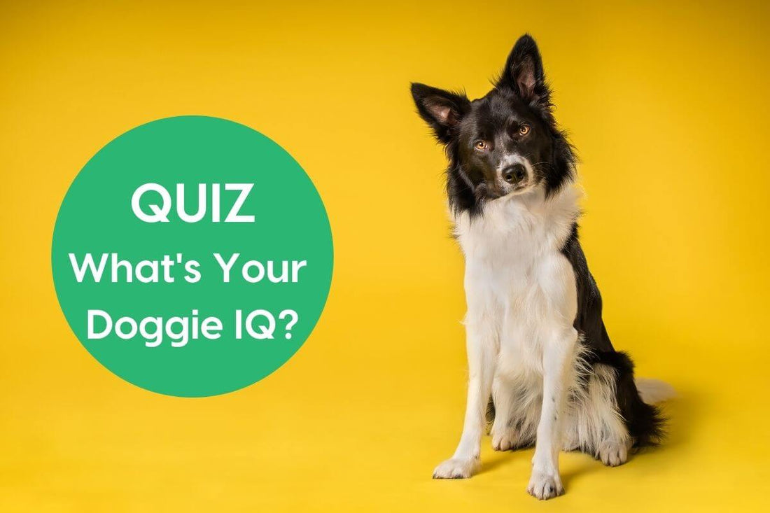 What's Your Doggie IQ Quiz | Pupford