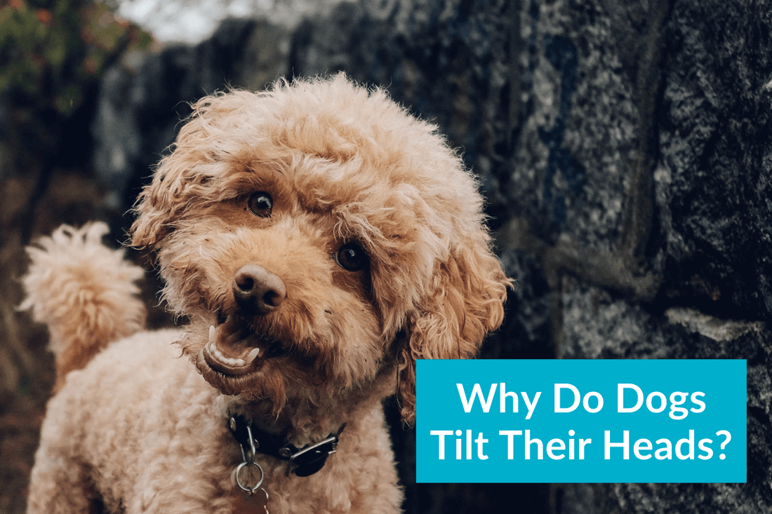 Why Do Dogs Tilt Their Heads, Notably When You Talk to Them? | Pupford