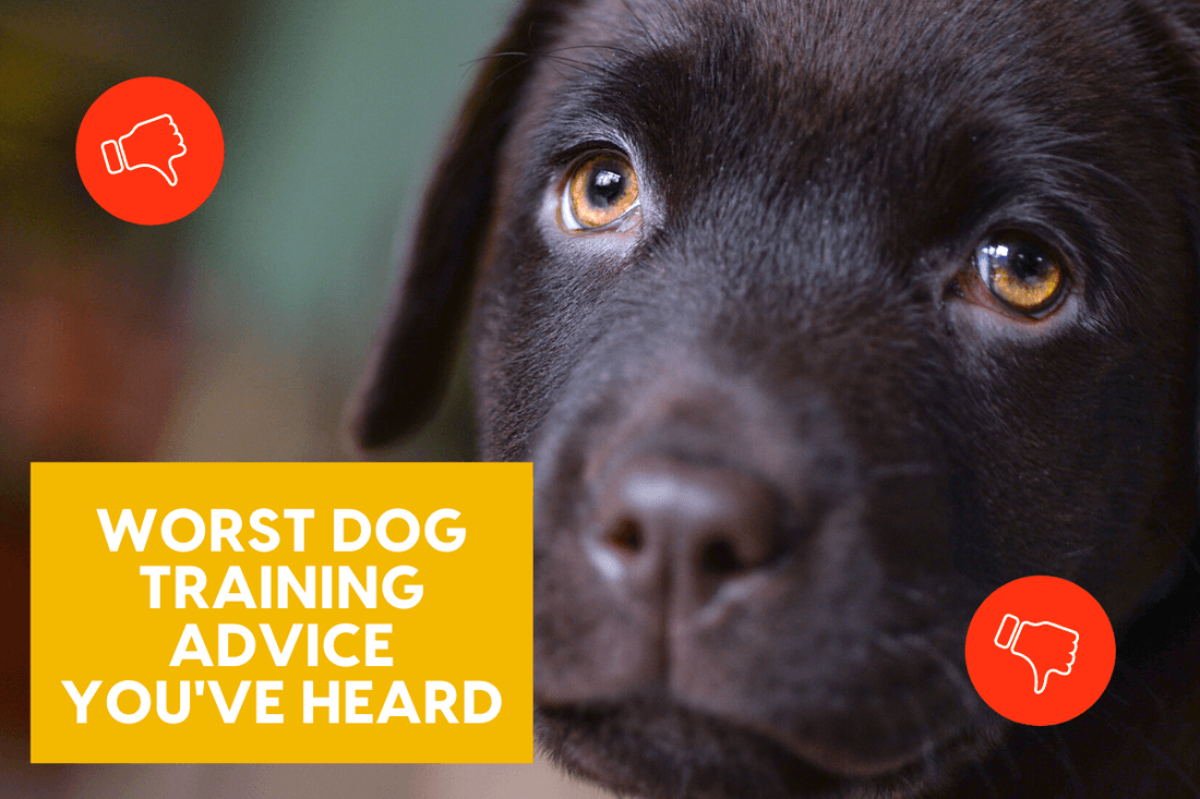 Worst Dog Training Advice You've Ever Heard | Pupford