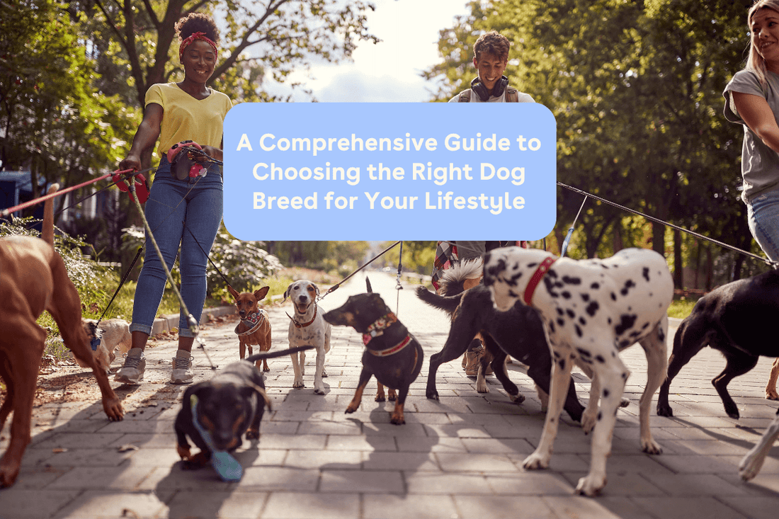 A Comprehensive Guide to Choosing the Right Dog Breed for Your Lifestyle | Pupford