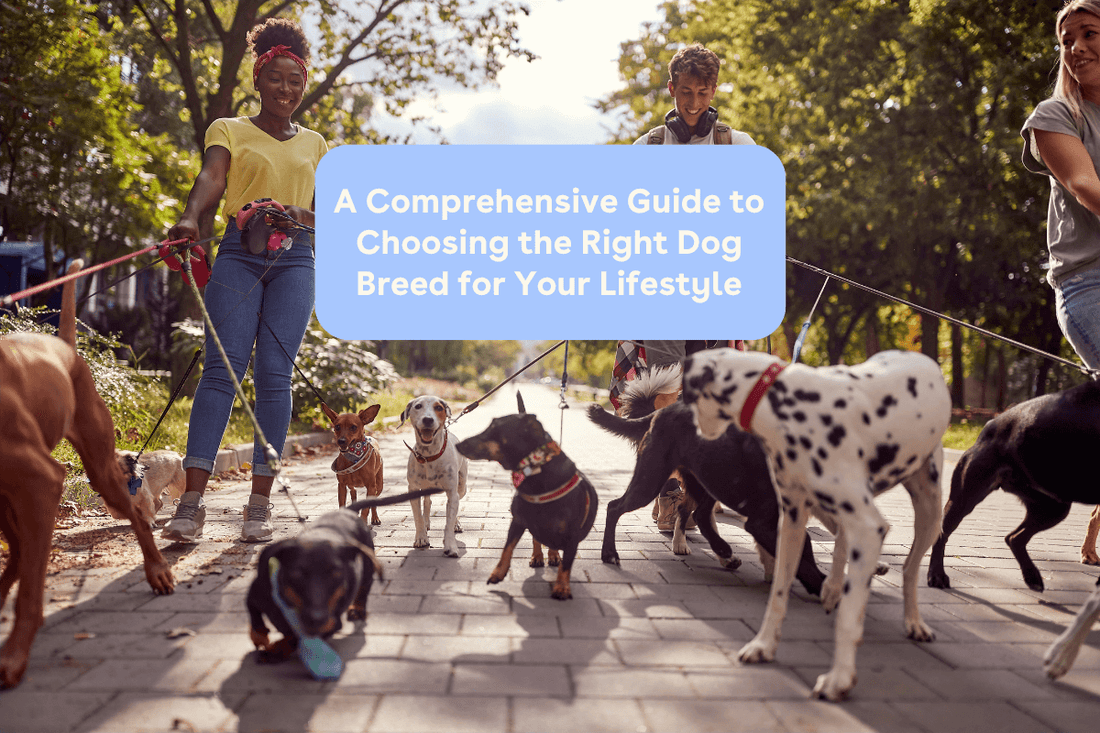 A Comprehensive Guide to Choosing the Right Dog Breed for Your Lifestyle | Pupford