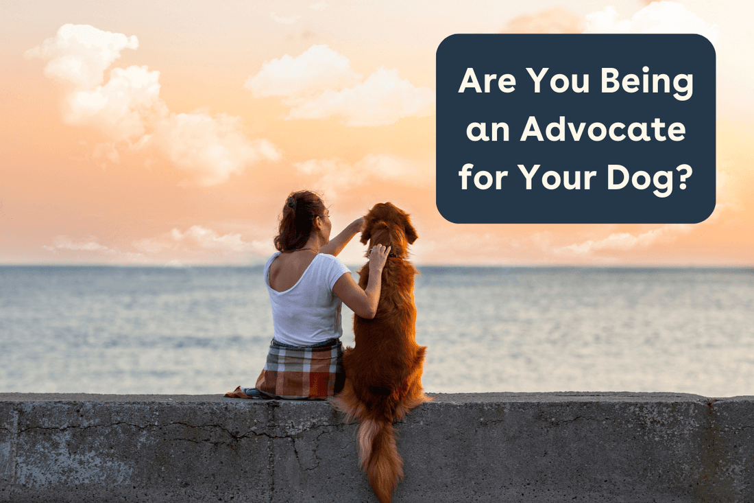 Are You Being an Advocate for Your Dog? | Pupford