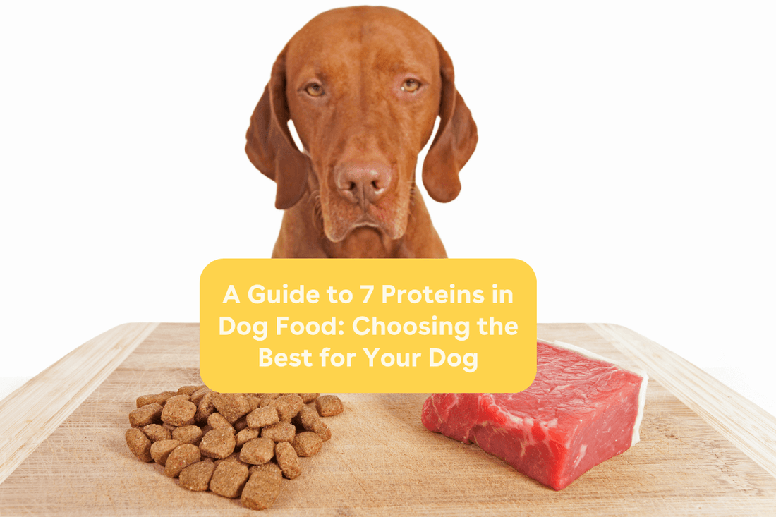 A Guide to 7 Proteins in Dog Food: Choosing the Best for Your Dog | Pupford