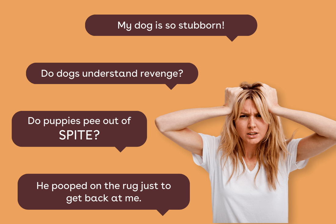 Anthropomorphism and Your Dog: Understanding Its Effect on Your Relationship | Pupford