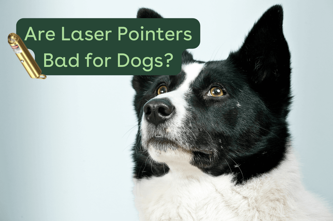 Are Laser Pointers Bad for Dogs? + Alternative Toy Options | Pupford