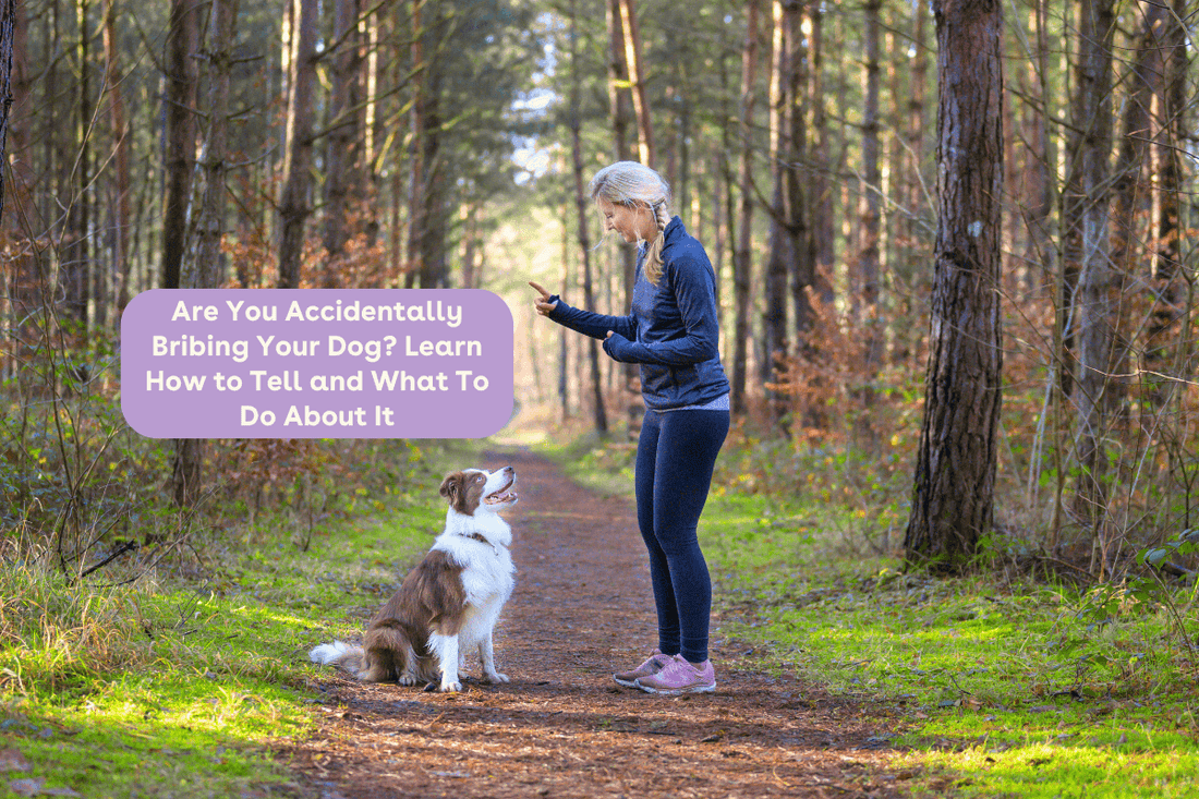 Are You Accidentally Bribing Your Dog? Learn How to Tell and What To Do About It | Pupford