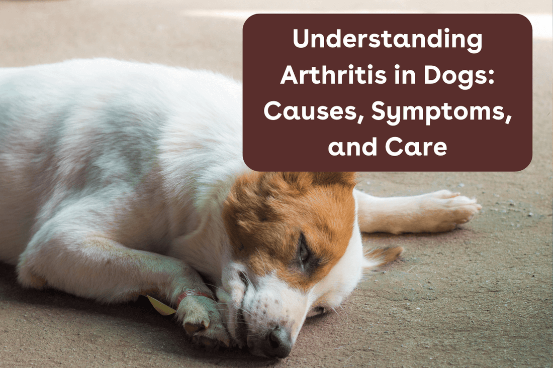 Understanding Arthritis in Dogs: Causes, Symptoms, and Care | Pupford