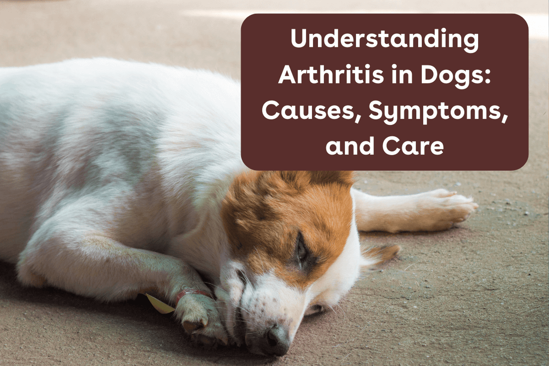 Understanding Arthritis in Dogs: Causes, Symptoms, and Care | Pupford