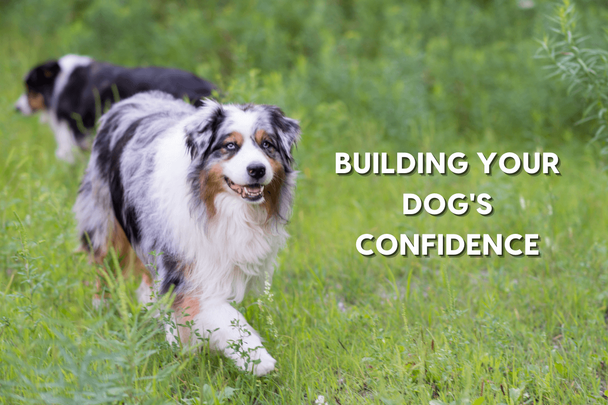 Builds a Dog’s Confidence