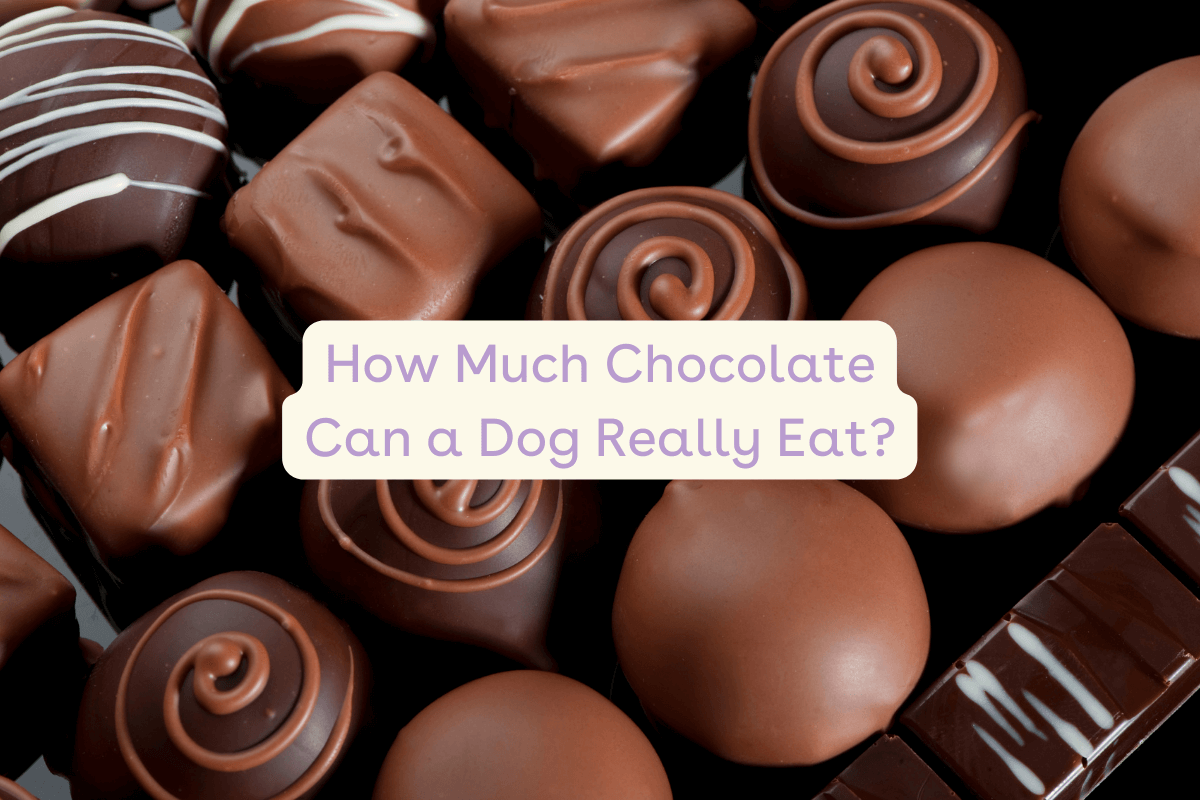 Beautiful view of Milk Chocolate Consumption In Dogs