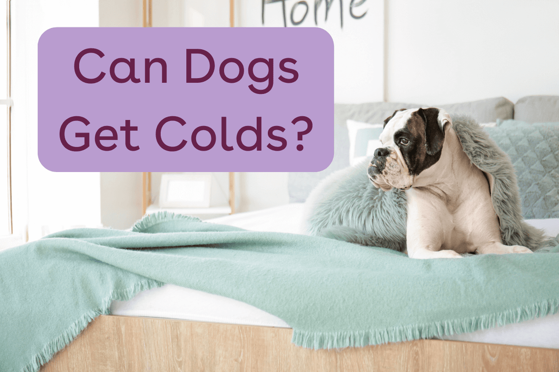 Can Dogs Get Colds? + Symptoms, Treatments & More | Pupford