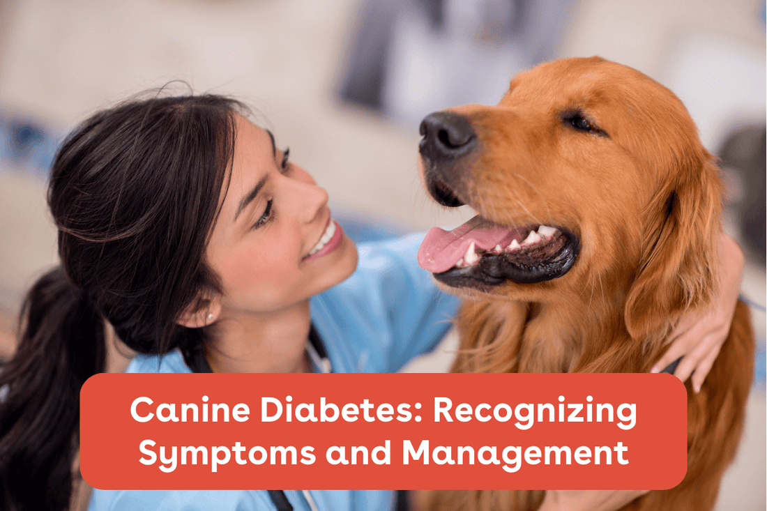 Canine Diabetes: Recognizing Symptoms and Management | Pupford