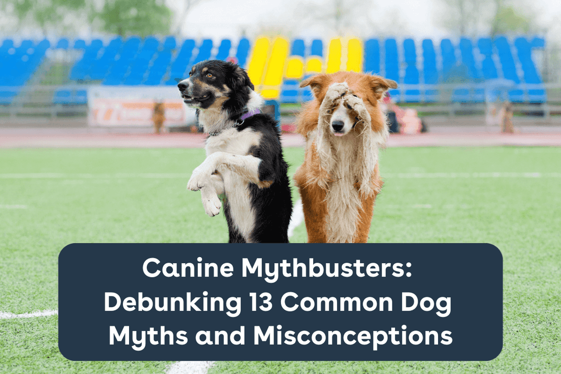 Canine Mythbusters: Debunking 13 Common Dog Myths & Misconceptions | Pupford