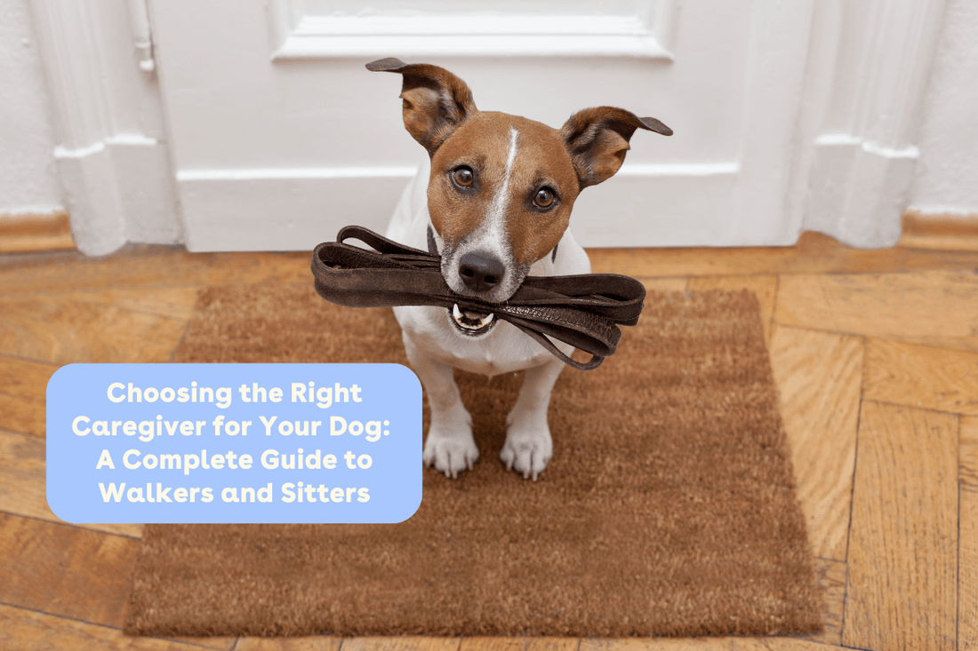 Choosing the Right Caregiver for Your Dog A Complete Guide to Walkers and Sitters | Pupford