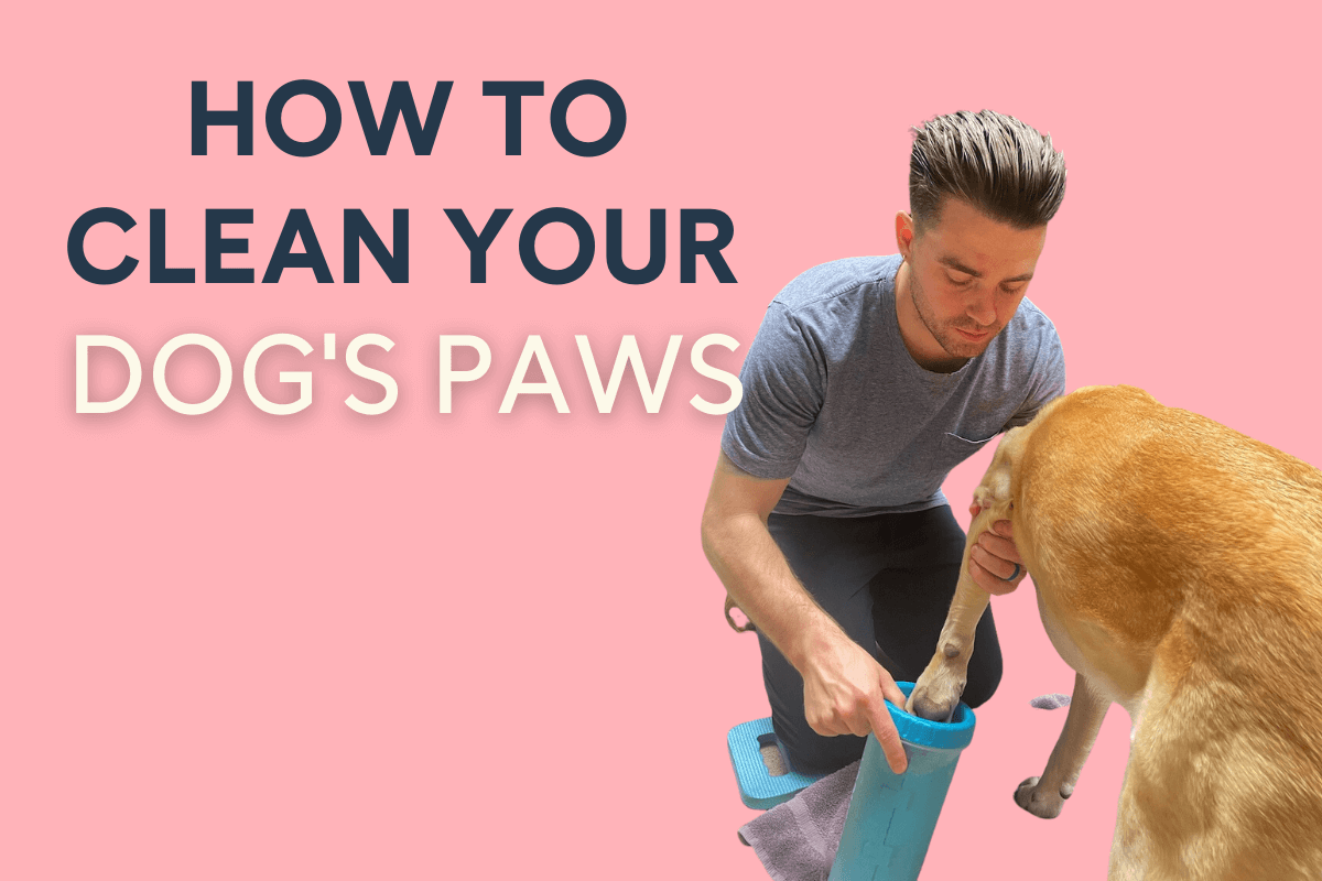 How to Clean Dog Paws before Coming Inside: Easy, Effective Tips