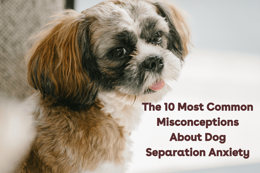 The 10 Most Common Misconceptions About Dog Separation Anxiety | Pupford