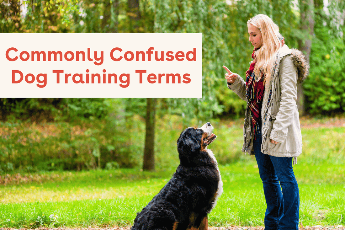 Commonly Confused Dog Training Terms - Leave It vs Drop It & More | Pupford