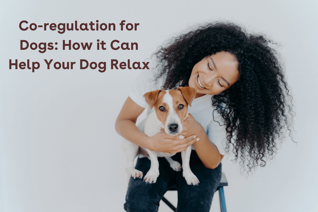 Co-regulation for Dogs: How it Can Help Your Dog Relax | Pupford