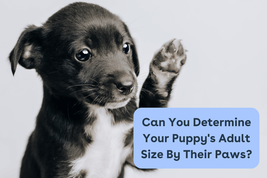 How Big Will My Puppy Get? Can You Determine By Paw Size? | Pupford